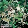 Lonicera Japonica 'Repens' -Perfect Greenery LONI REPENS S23010