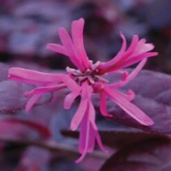 Loropetalum Chinense Var. Rubrum 'Fire Dance' -Perfect Greenery LORO T55657 A h