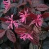 Loropetalum Chinense Var. Rubrum 'Fire Dance' 1 Loropetalum Chinense Var. Rubrum 'Fire Dance' -Perfect Greenery LORO T55657 B h