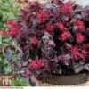 Loropetalum Chinense Var. Rubrum 'Ever Red' -Perfect Greenery LORO TKA8393 A