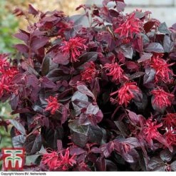 Loropetalum Chinense Var. Rubrum 'Ever Red' -Perfect Greenery LORO TKA8393 B