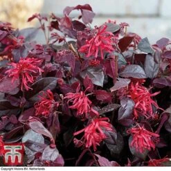 Loropetalum Chinense Var. Rubrum 'Ever Red' -Perfect Greenery LORO TKA8393 C