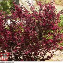 Loropetalum Chinense Var. Rubrum 'Ever Red' -Perfect Greenery LORO TKA8393 D