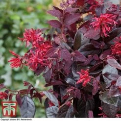 Loropetalum Chinense Var. Rubrum 'Ever Red' -Perfect Greenery LORO TKA8393 E