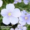 Linum Perenne Blue -Perfect Greenery LPEB 64336 A