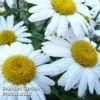 Leucanthemum X Maximum Snow Lady -Perfect Greenery LSNO KA5745 A