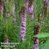 Liatris Spicata 'Floristan Violet' -Perfect Greenery LSPIV KA5762 A