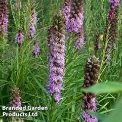 Liatris Spicata 'Floristan Violet'