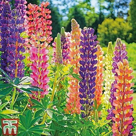 Bare Root Perennial Collection 4 Bare Root Perennial Collection - Image 2