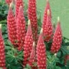 Lupin 'The Page' -Perfect Greenery LUPI T57861 A h