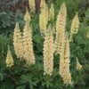 Lupin 'Chandelier' -Perfect Greenery LUPI T62243 A h