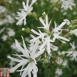 Lychnis Flos-cuculi 'White Robin' (Marginal Aquatic)