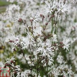 Lychnis Flos-cuculi 'White Robin' (Marginal Aquatic) -Perfect Greenery LYCH T78045 C h