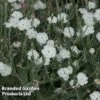 Lychnis Coronaria 'Alba' -Perfect Greenery LYCH ALBA W48294