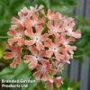 Lychnis Chalcedonica Dusky Pink -Perfect Greenery LYCH DUSKYPINK1