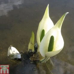 Lysichiton Camtschatcensis (Marginal Aquatic) -Perfect Greenery LYSI T78332 C h