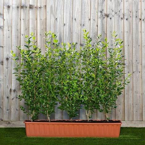 Privet Green Instant Trough Hedge 1m (pre-grown) 3 Privet Green Instant Trough Hedge 1m (pre-grown)