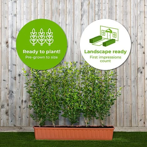 Privet Green Instant Trough Hedge 1m (pre-grown) 4 Privet Green Instant Trough Hedge 1m (pre-grown) - Image 2