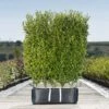 Privet Ready Bag Instant Hedge 1m (pre-grown) -Perfect Greenery Ligustrum20ovalifolium20Aureum20copy