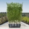Pivet Ready Bag Instant Hedge 1m (pre-grown) -Perfect Greenery Ligustrum20ovalifolium20copy