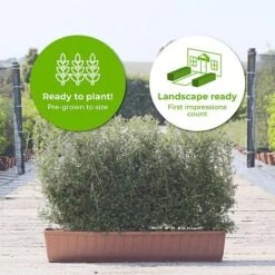 Honeysuckle Instant Trough Hedge 1m (pre-grown) -Perfect Greenery Lonicera20nitida202yr20 202