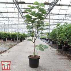 Magnolia X Loebneri 'Wildcat' -Perfect Greenery MAG TKA3238 A