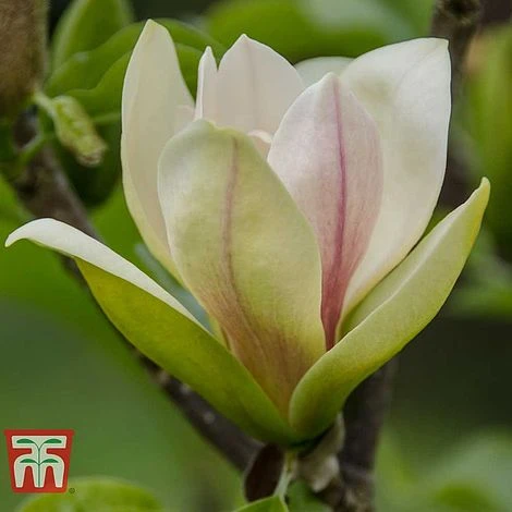 Magnolia 'Sunsation' 3 Magnolia 'Sunsation'