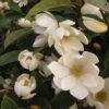 Magnolia 'Fairy Cream' -Perfect Greenery MAGN T47379 A h