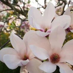 Magnolia X Soulangeana -Perfect Greenery MAGN T57918 B h