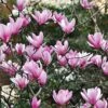 Magnolia 'Heaven Scent' -Perfect Greenery MAGN T58214 A h