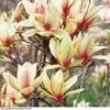 Magnolia Denudata 'Sunrise' (Patio Standard) -Perfect Greenery MAGN T59763 A