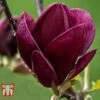 Magnolia 'Genie' -Perfect Greenery MAGN T68395 B