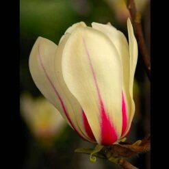 Magnolia Denudata 'Sunrise' (Patio Standard) -Perfect Greenery MAGN t59763 A1