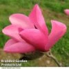 Magnolia 'Fire' -Perfect Greenery MAGN FIRE T51558