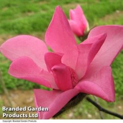 Magnolia 'Fire' -Perfect Greenery MAGN FIRE T51559