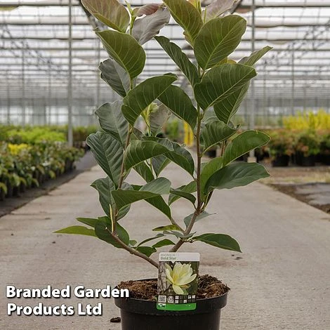 Magnolia 'Goldstar' 4 Magnolia 'Goldstar' - Image 2