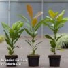 Magnolia Grandiflora -Perfect Greenery MAGN GRANDIFLO S45856