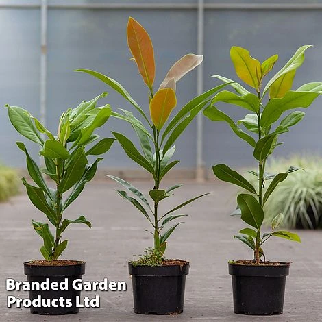 Magnolia Grandiflora 3 Magnolia Grandiflora