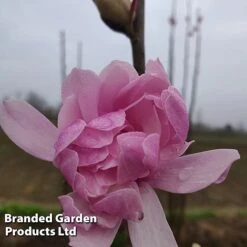 Magnolia 'Pink Perfection' 10 Magnolia 'Pink Perfection' -Perfect Greenery MAGN PINKPERFE S51731