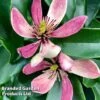 Magnolia Hybrid 'Stellar Ruby' -Perfect Greenery MAGN STELLARRU S51411