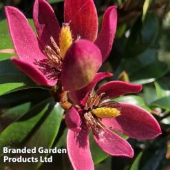 Magnolia Hybrid 'Stellar Ruby' -Perfect Greenery MAGN STELLARRU S51413