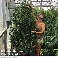 Magnolia Hybrid 'Stellar Ruby' -Perfect Greenery MAGN STELLARRU S51415