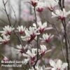 Magnolia Denudata 'Sunrise Beauty' -Perfect Greenery MAGN SUNRISEBE S51776