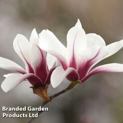 Magnolia Denudata 'Sunrise Beauty' -Perfect Greenery MAGN SUNRISEBE S51777