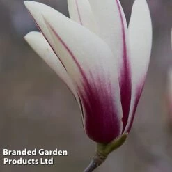 Magnolia Denudata 'Sunrise Beauty' -Perfect Greenery MAGN SUNRISEBE S51779