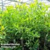 Magnolia Virginiana -Perfect Greenery MAGN VIRGINIAN S45903