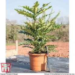 Mahonia X Media 'Charity' -Perfect Greenery MAHO TJ58936 C