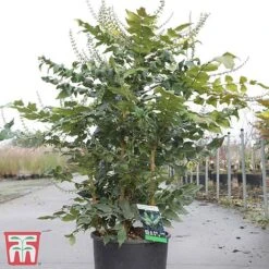 Mahonia Japonica 'Hivernant' -Perfect Greenery MAHO TKA3248 A