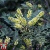 Mahonia Japonica 'Hivernant' -Perfect Greenery MAHO TKA3248 B