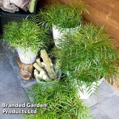 Mahonia 'Soft Caress' -Perfect Greenery MAHO SOFTCARES U43356